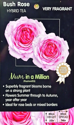 Mum in a Million Hybrid Tea Bush Rose