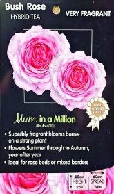 Mum in a Million Hybrid Tea Bush Rose